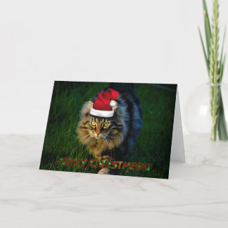 Christmas card xmas Christmas animal kitty cat Feiertagskarte