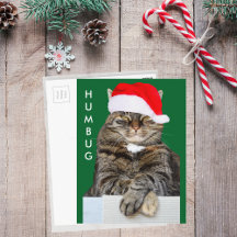 Christmas Cat Humbug Foto Postcard