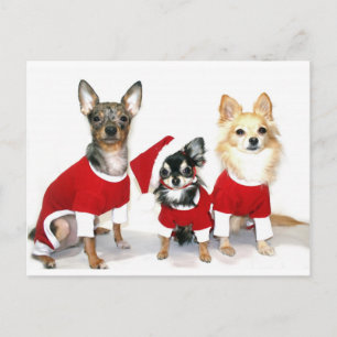 Christmas Chihuahuas Feiertagspostkarte