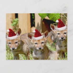 Christmas Coyote Pups Feiertagspostkarte