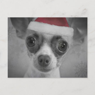 Christmas Funny Chihuahua Welpe mit Weihnachtsmann Feiertagspostkarte