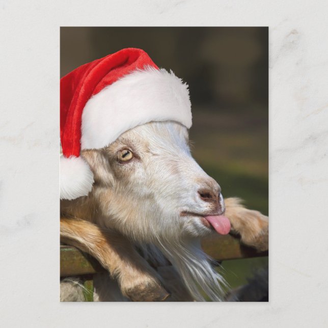 Christmas Goat Postkarte (Vorderseite)