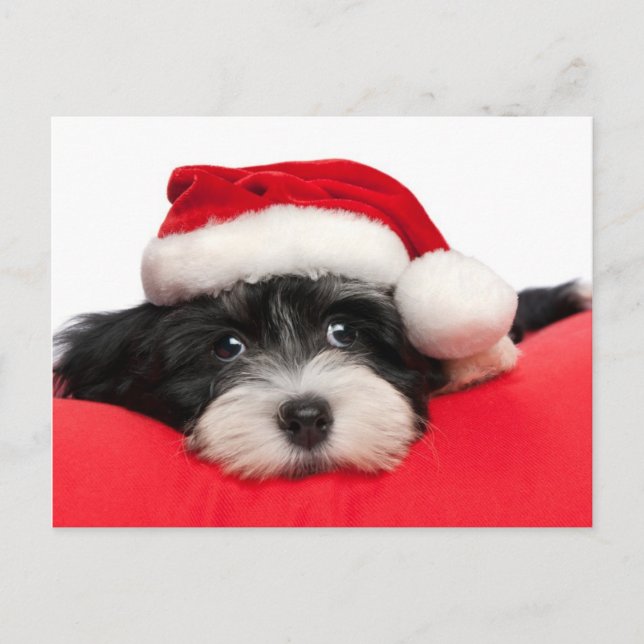 Christmas Havanese Puppy Dog Feiertagspostkarte (Vorderseite)