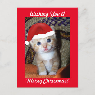 Christmas Kitten Postcard Feiertagspostkarte