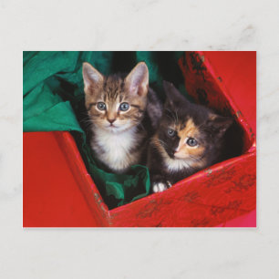 Christmas Kittens Feiertagspostkarte
