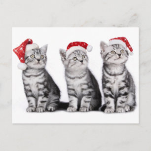 Christmas Niedlich Kitten Postcard Feiertagspostkarte
