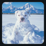 Christmas Pitbull Dog Snowman Quadratischer Aufkleber<br><div class="desc">Ein niedlicher,  schneebedeckter Grubenhund sieht aus wie ein Schneemobil. "Schneefreudige Grüße von unserem 'Pitt-Snowbull'! Wir wünschen Ihnen frostige und lustige Weihnachten!" Ideal für den kleinen Hundefreund,  Besitzer oder Retter.</div>