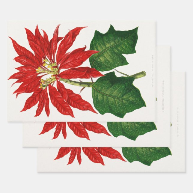 Christmas Poinsetta Blume Red Decoupage Geschenkpapier Set (Set)