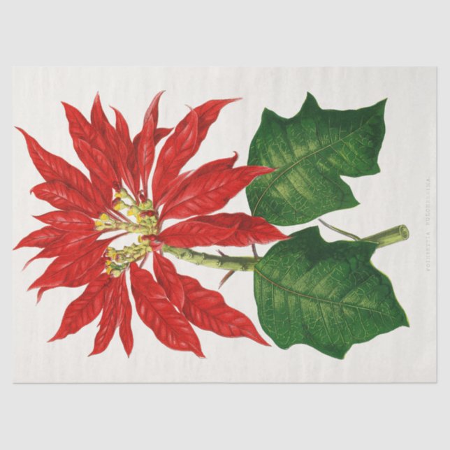 Christmas Poinsetta Blume Red Decoupage Seidenpapier (Vorderseite)