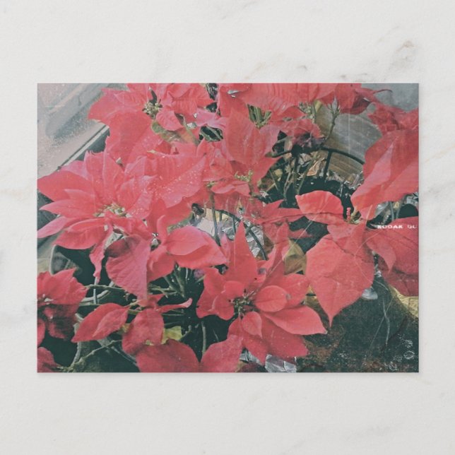 Christmas Poinsettias Postcard Postkarte (Vorderseite)