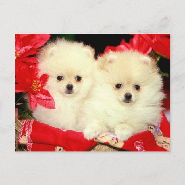 Christmas Pomeranians Feiertagspostkarte (Vorderseite)