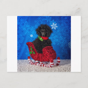 Christmas Poodle Feiertagspostkarte