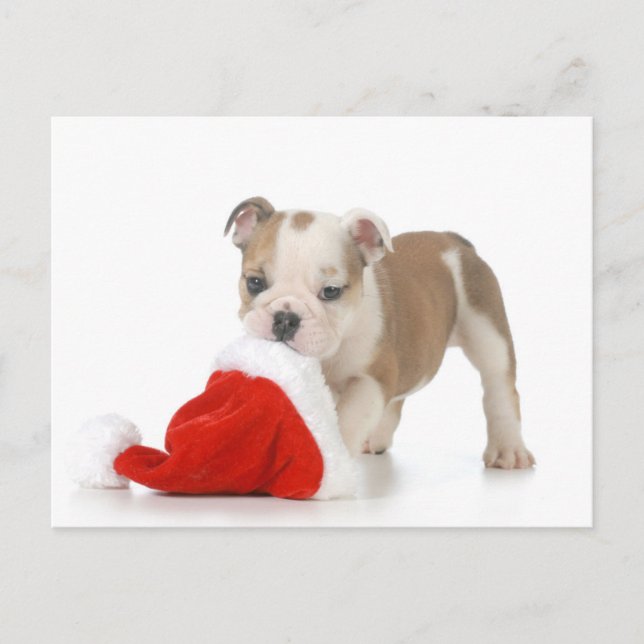 Christmas Puppy - English Bulldog Puppy Feiertagspostkarte (Vorderseite)