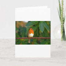 Christmas Robin