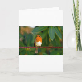 Christmas Robin Feiertagskarte