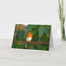 Christmas Robin