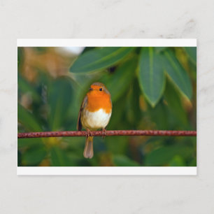 Christmas Robin Feiertagspostkarte