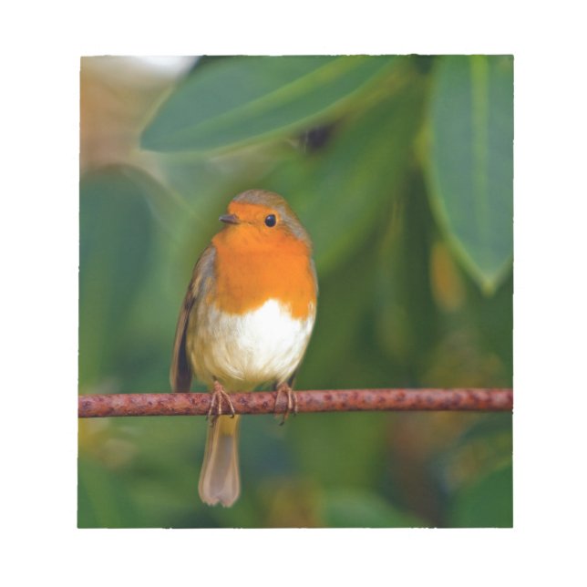Christmas Robin Notizblock (Vorderseite)