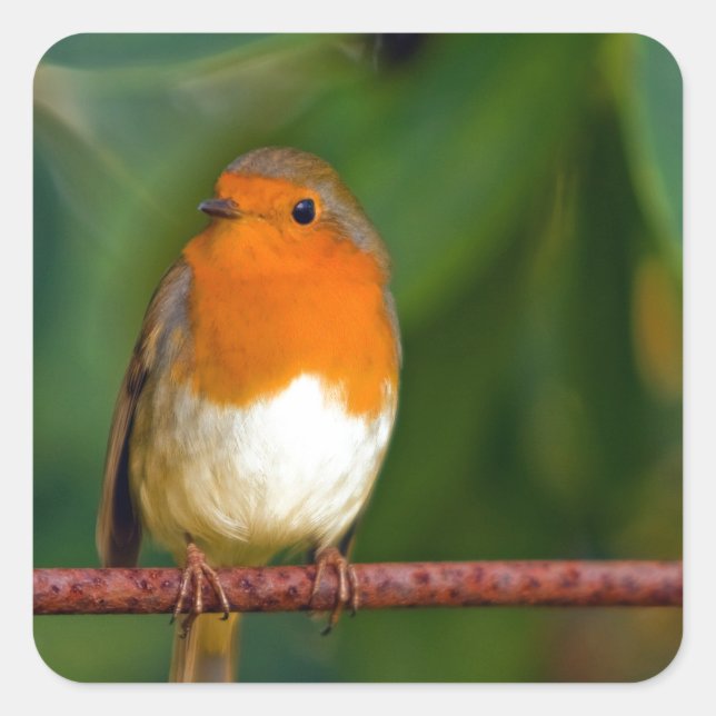 Christmas Robin Quadratischer Aufkleber (Vorderseite)