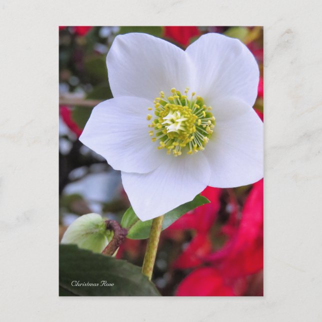 Christmas Rose [Postcard] Postkarte (Vorderseite)