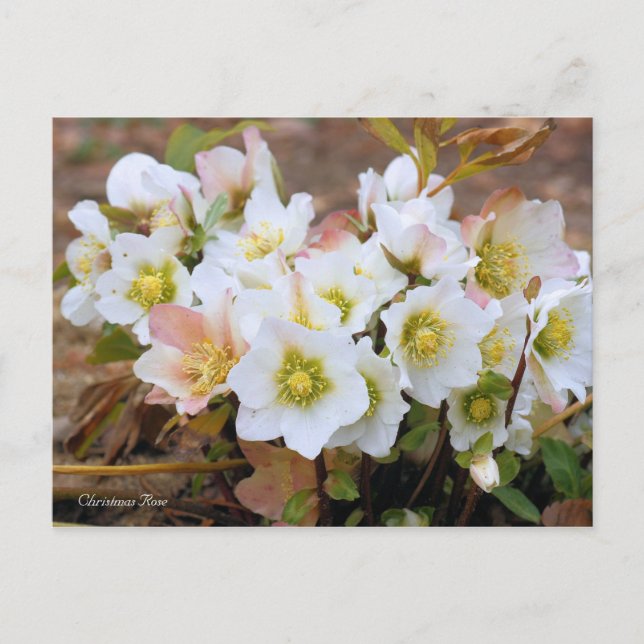 Christmas Rose [Postcard] Postkarte (Vorderseite)