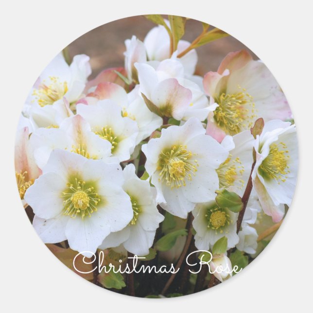 Christmas Rose [Round Seal] Runder Aufkleber (Vorderseite)