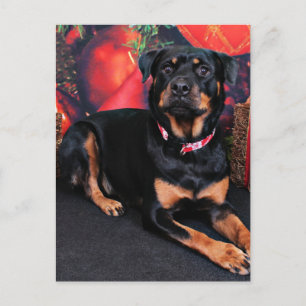 Christmas - Rottweiler - Nalani Feiertagspostkarte