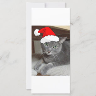 Christmas Russian Blue Gray Cat