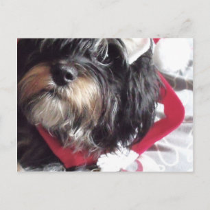 Christmas Shih Poo Feiertagspostkarte