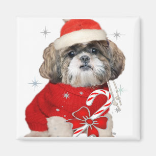 Christmas Shih Tzu Magnets Magnet