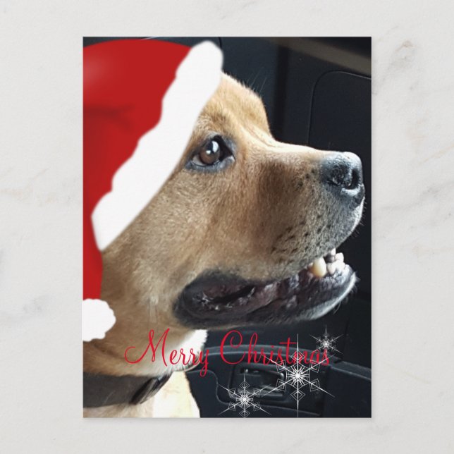 Christmas Staffordshire Bull Terrier Feiertagspostkarte (Vorderseite)