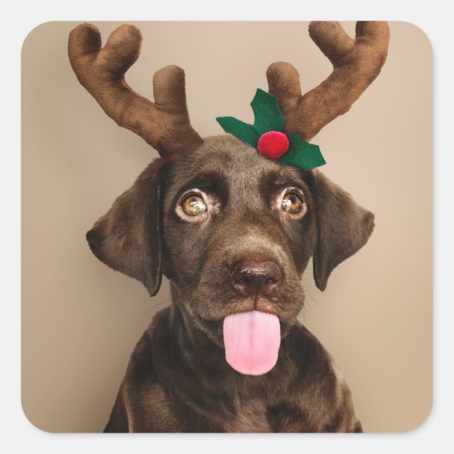 CHRISTMAS STICKERS SCHOKOLADEN LABRADOR W/ REINDEH (Vorderseite)