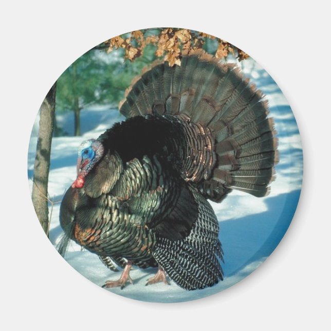 Christmas Turkey Erntedank Bird Winter Wildlife Magnet (Vorne)