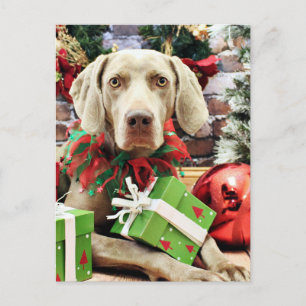 Christmas - Weimaraner - Lucy Feiertagspostkarte