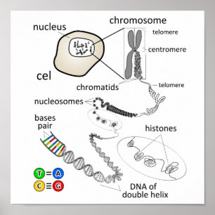 Chromosom Poster