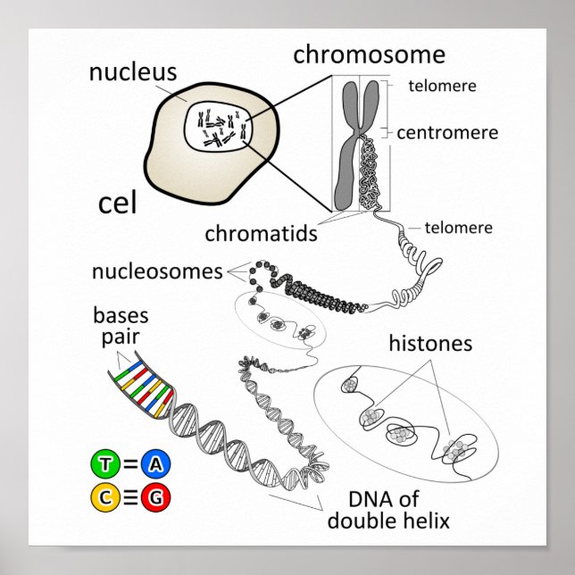 Chromosom Poster (Vorne)