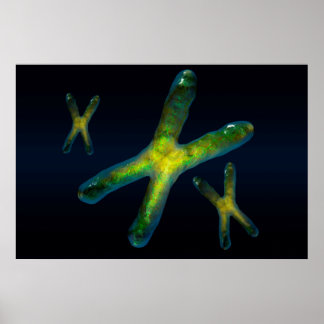 Chromosomen Poster