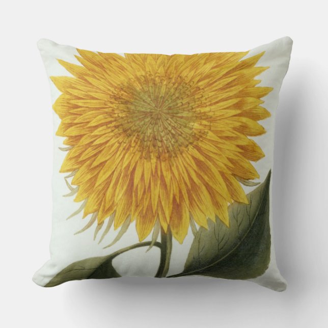 Chrysantheme Indicum von 'Pythanthoza Iconograph Kissen (Vorderseite)