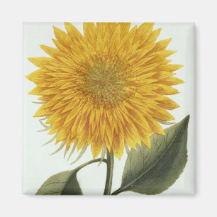 Chrysantheme Indicum von 'Pythanthoza Iconograph Magnet