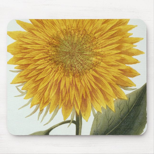 Chrysantheme Indicum von 'Pythanthoza Iconograph Mousepad (Vorne)