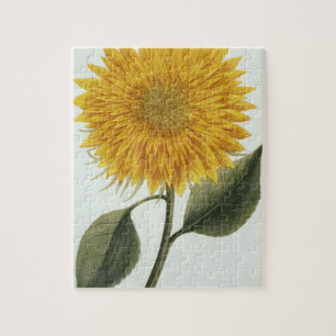 Chrysantheme Indicum von 'Pythanthoza Iconograph Puzzle