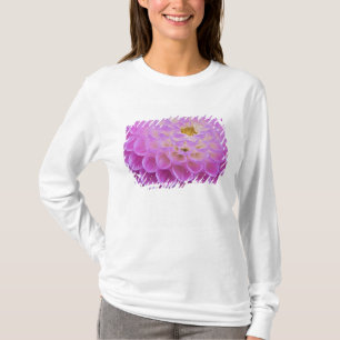 Chrysantheme ziert Grabstelle in T-Shirt