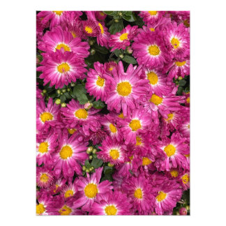 Chrysanthemen blühen im Herbst Fotodruck