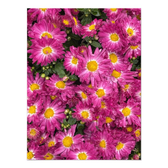 Chrysanthemen blühen im Herbst Fotodruck (Vorne)