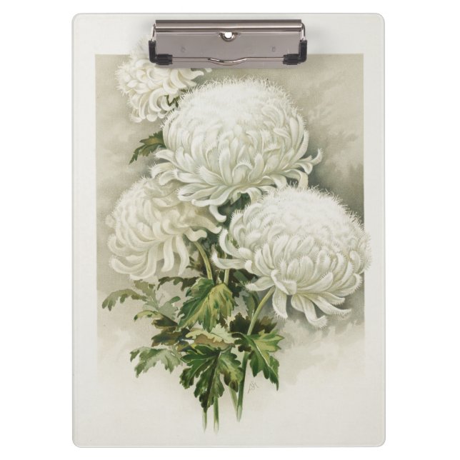 Chrysanthemen - Elegant Vintag Klemmbrett (Vorderseite)