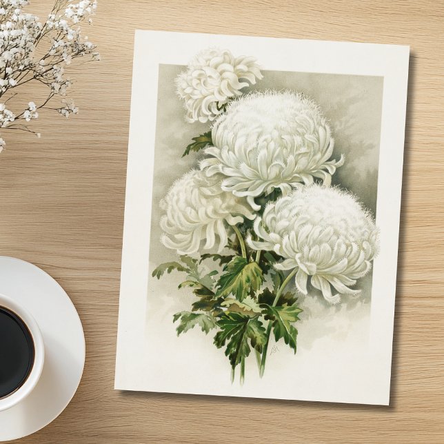 Chrysanthemen - Elegant Vintag Postkarte (Von Creator hochgeladen)