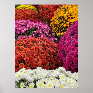 Chrysanthemen Poster