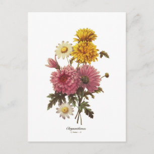 Chrysanthemen Postkarte