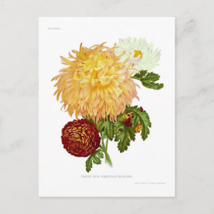 Chrysanthemen Postkarte