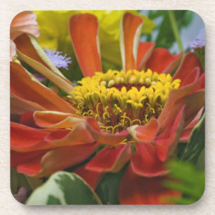 Chrysanthemenblüte Getränkeuntersetzer